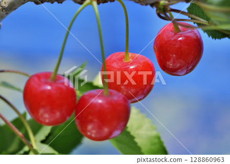 Cherries Cherries 128860963