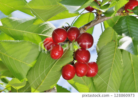 Cherries Cherries 128860973