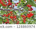 Cherries 128860974