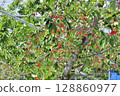 Cherries 128860977