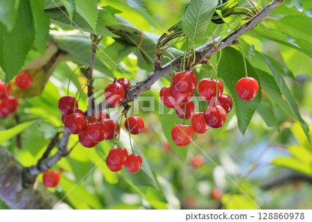 Cherries 128860978