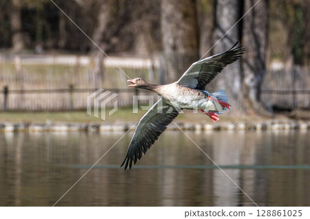 The flying greylag goose, Anser anser is a species of large goose 128861025