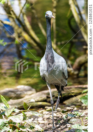Demoiselle Crane, Anthropoides virgo are living in the bright green meadow during the day time 128861031