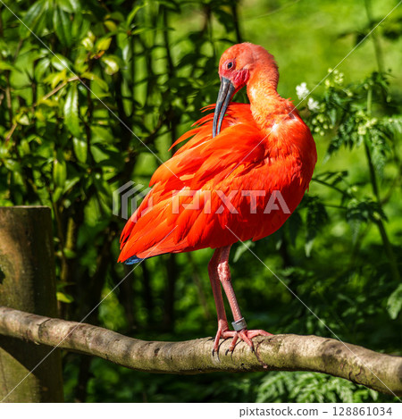 The Scarlet ibis, Eudocimus ruber is a species of ibis in the bird family Threskiornithidae. The Scarlet ibis, Eudocimus ruber is a species of ibis in the bird family Threskiornithidae. 128861034