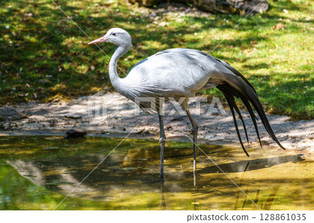 The Blue Crane, Grus paradisea, is an endangered bird 128861035