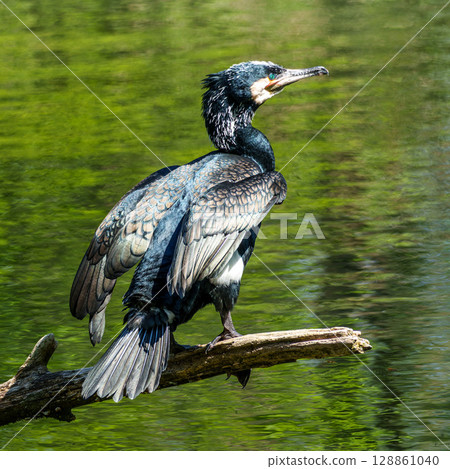 The great cormorant, Phalacrocorax carbo sitting on a branch The great cormorant, Phalacrocorax carbo sitting on a branch 128861040
