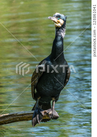 The great cormorant, Phalacrocorax carbo sitting on a branch 128861041