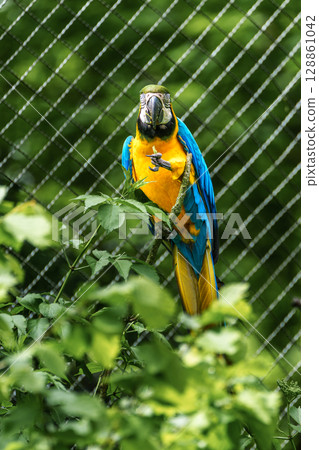 The Blue-and-yellow Macaw, Ara ararauna is a large South American parrot The Blue-and-yellow Macaw, Ara ararauna is a large South American parrot 128861042