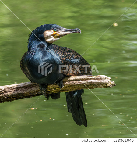 The great cormorant, Phalacrocorax carbo sitting on a branch The great cormorant, Phalacrocorax carbo sitting on a branch 128861046