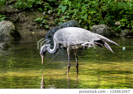 Demoiselle Crane, Anthropoides virgo are living in the bright green meadow during the day time Demoiselle Crane, Anthropoides virgo are living in the bright green meadow during the day time 128861047