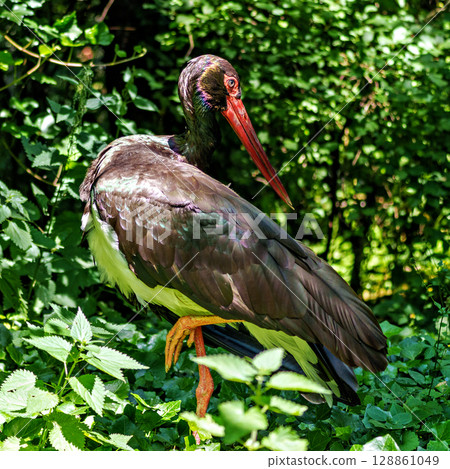 Black stork, Ciconia nigra in a german nature park 128861049