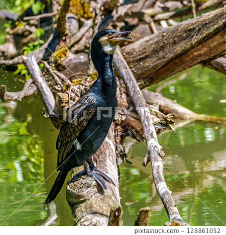 The great cormorant, Phalacrocorax carbo sitting on a branch The great cormorant, Phalacrocorax carbo sitting on a branch 128861052