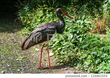 Black stork, Ciconia nigra in a german nature park 128861054
