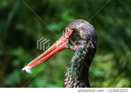 Black stork, Ciconia nigra in a german nature park 128861055