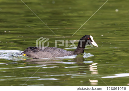 The Eurasian coot, Fulica atra swimming on the Kleinhesseloher Lake at Munich, Germany 128861056