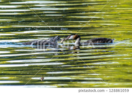 Great Crested Grebe, Podiceps cristatus has caught a fish. Great Crested Grebe, Podiceps cristatus has caught a fish. 128861059
