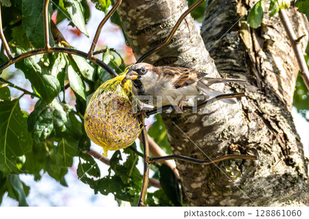 House sparrow bird, Passer domesticus perched on bird feeder containing birdseed. 128861060