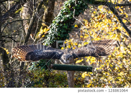 Siberian eagle owl, bubo bubo sibiricus. The biggest owl in the world Siberian eagle owl, bubo bubo sibiricus. The biggest owl in the world 128861064