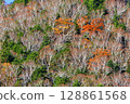 Birch tree autumn leaves 128861568