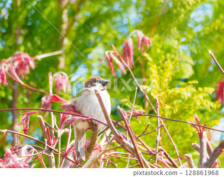 麻雀捕捉陽光 128861968
