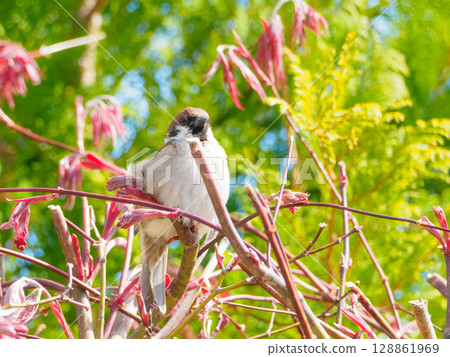 麻雀肖像斜向前方 128861969