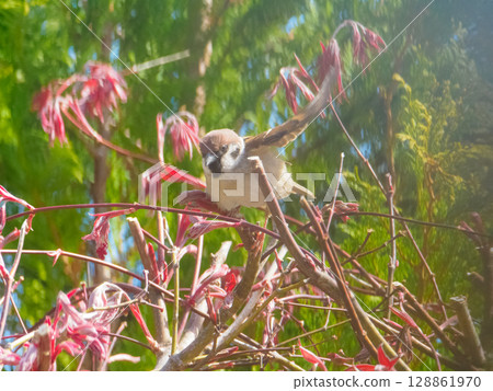 麻雀起飛 128861970