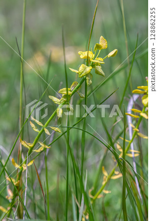 Observation of Uromyces pisi-sativi on spurge bracts in a natural environment highlighting the effects of pea rust in plants 128862255