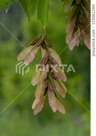 Cluster of Acer negundo winged seeds hanging from a tree branch in a lush green environment during late spring 128862260