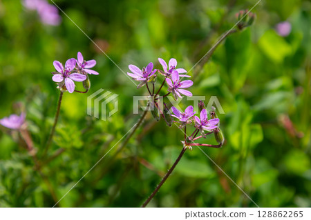 Vibrant display of Erodium cicutarium blooming in a sunny meadow during springtime Vibrant display of Erodium cicutarium blooming in a sunny meadow during springtime 128862265