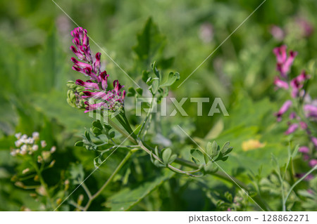 Common fumitory blooms in a lush green field showcasing its delicate purple flowers during springtime growth Common fumitory blooms in a lush green field showcasing its delicate purple flowers during springtime growth 128862271