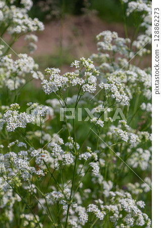 Blooming galium album in natural habitat showcasing delicate white flowers during the spring season 128862273