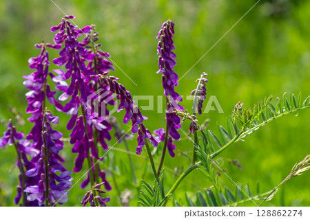 Vicia cracca blooms in a vibrant green setting showcasing its delicate purple flowers on a sunny day in a meadow during early spring Vicia cracca blooms in a vibrant green setting showcasing its delicate purple flowers on a sunny day in a meadow during early spring 128862274