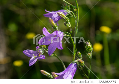 Spreading bellflower blooms under sunlight in a lush green setting during late spring showcasing delicate purple flowers and budding growth Spreading bellflower blooms under sunlight in a lush green setting during late spring showcasing delicate purple flowers and budding growth 128862275