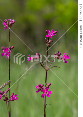 Viscaria vulgaris showcases vibrant pink flowers in a lush green field during the warm season in a natural habitat rich with biodiversity 128862281