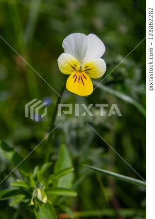 Beautiful close-up of Viola tricolor showcasing the delicate wild pansy flower in a natural green setting during springtime bloom 128862282