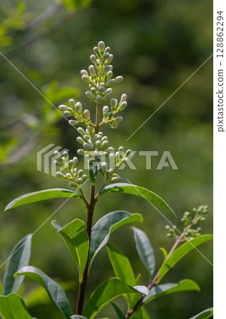 Wild privet shrub in bloom displaying clusters of white flowers against a blurred green background during a sunny day 128862294