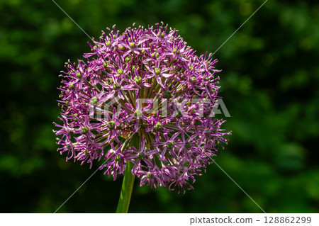 Round-headed leek blooms vividly in vibrant purple showcasing intricate floral structure against a blurred green background during late spring Round-headed leek blooms vividly in vibrant purple showcasing intricate floral structure against a blurred green background during late spring 128862299