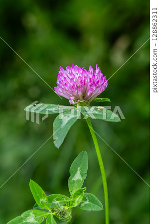 Red Clover blooms prominently in a lush green environment during mid-summer showcasing its vibrant pink petals against nature's backdrop 128862311