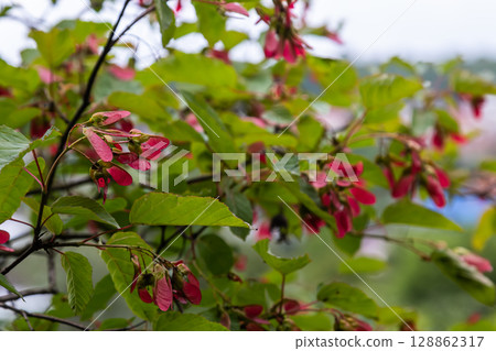 Colorful seeds of Acer tataricum surrounded by vibrant green leaves in a natural setting during early spring Colorful seeds of Acer tataricum surrounded by vibrant green leaves in a natural setting during early spring 128862317