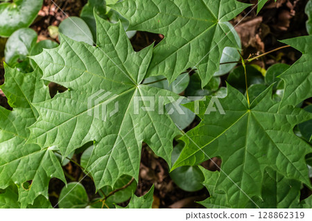 Norway maple leaves showcasing vibrant green colors in a natural setting during spring season Norway maple leaves showcasing vibrant green colors in a natural setting during spring season 128862319