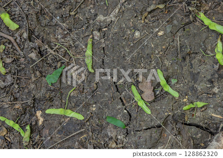 Maple seeds scattered on damp soil showing green leaves emerging during springtime growth in a forested area Maple seeds scattered on damp soil showing green leaves emerging during springtime growth in a forested area 128862320
