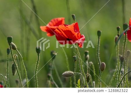 Bright red papaver rhoeas blooms sway gently in a sunny field surrounded by lush green foliage during late spring Bright red papaver rhoeas blooms sway gently in a sunny field surrounded by lush green foliage during late spring 128862322