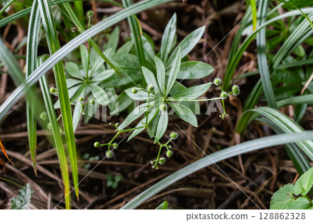 Sweet Woodruff Galium odoratum thriving in a forest floor habitat showcasing lush green foliage and delicate flowers in springtime Sweet Woodruff Galium odoratum thriving in a forest floor habitat showcasing lush green foliage and delicate flowers in springtime 128862328