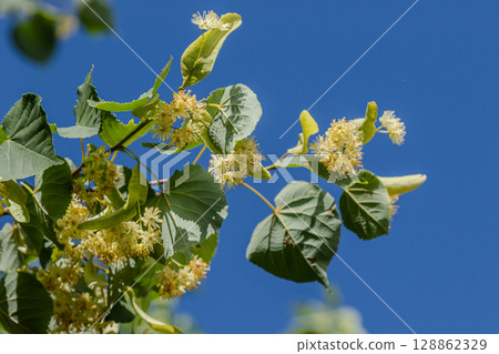 Fragrant small-leaved lime tree blooms under a clear blue sky showcasing yellowish-white flowers appealing to pollinators 128862329