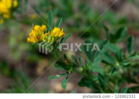 Black Medick blooms vibrantly in a sunny meadow showcasing its distinctive yellow flowers and lush green foliage during mid-spring 128862331