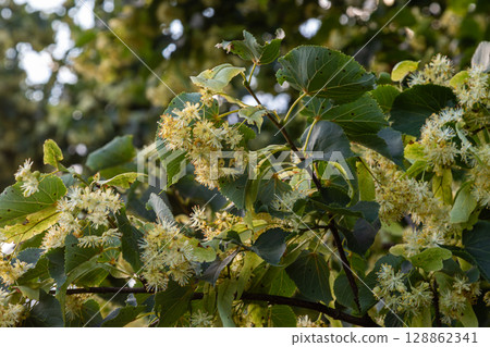 Fragrant clusters of Tilia cordata flowers bloom on small-leaved lime tree in springtime attracting bees and enhancing the natural beauty of the garden Fragrant clusters of Tilia cordata flowers bloom on small-leaved lime tree in springtime attracting bees and enhancing the natural beauty of the garden 128862341