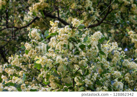 Fragrant flowers of Tilia cordata blooming on a sunny day in spring attracting bees and enhancing the scenery with their beauty Fragrant flowers of Tilia cordata blooming on a sunny day in spring attracting bees and enhancing the scenery with their beauty 128862342
