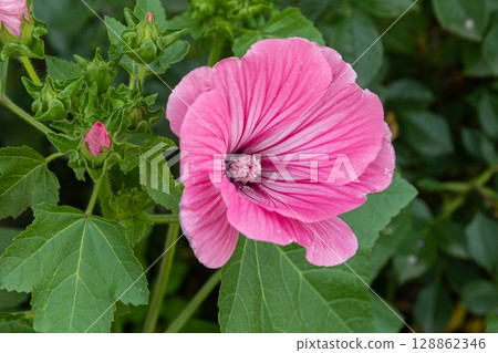 Lush blooms of Lavatera trimestris in vibrant pink against green foliage in a garden during late summer 128862346
