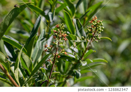 Detailed view of Ligustrum vulgare blooming in a natural habitat showcasing its delicate flowers and lush foliage during a sunny day in early summer 128862347