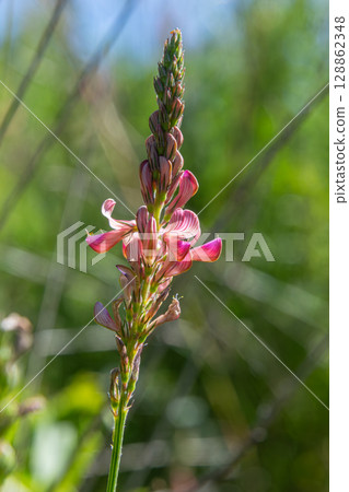 Common Sainfoin blooms prominently with pink flowers under a clear sky in a lush meadow during late spring 128862348